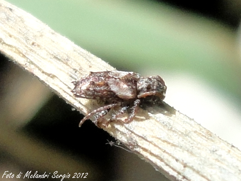 Pogonocherus hispidus